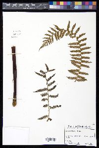 Cyathea delgadii image