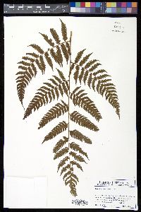 Cyathea divergens image