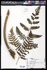 Cyathea divergens image