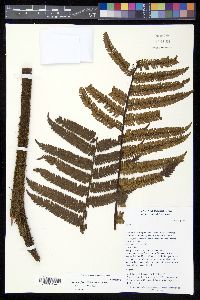 Alsophila firma image