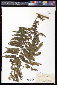 Cyathea fulva image