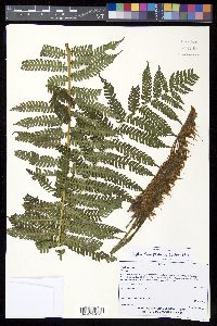Cyathea fulva image