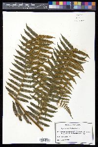 Cyathea fulva image