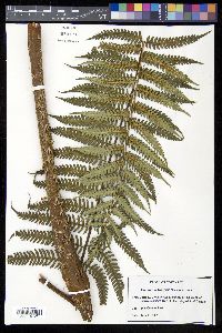Cyathea holdrigeana image