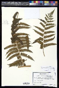 Cyathea caracasana image