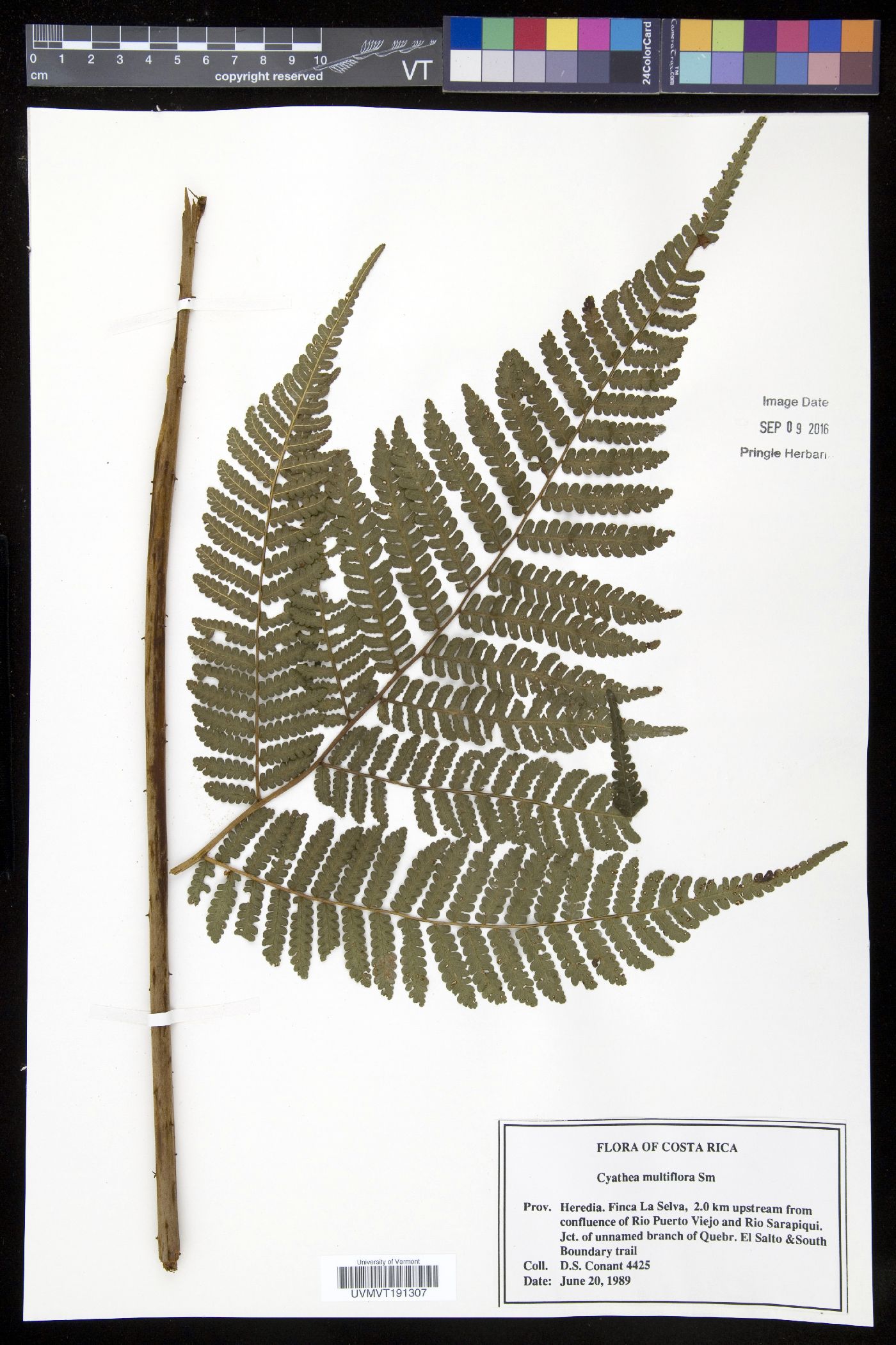 Cyathea multiflora image