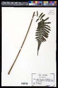 Cyathea multiflora image