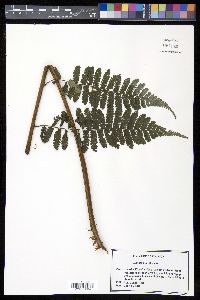 Cyathea multiflora image