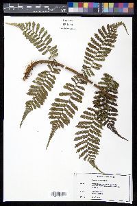 Cyathea multiflora image