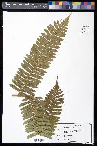 Cyathea multiflora image