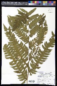 Cyathea mutica var. grandis image