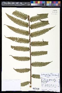 Cyathea mutica var. mutica image