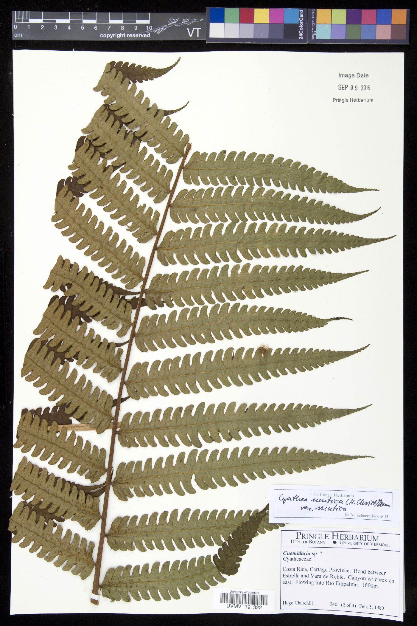 Cyathea mutica var. mutica image