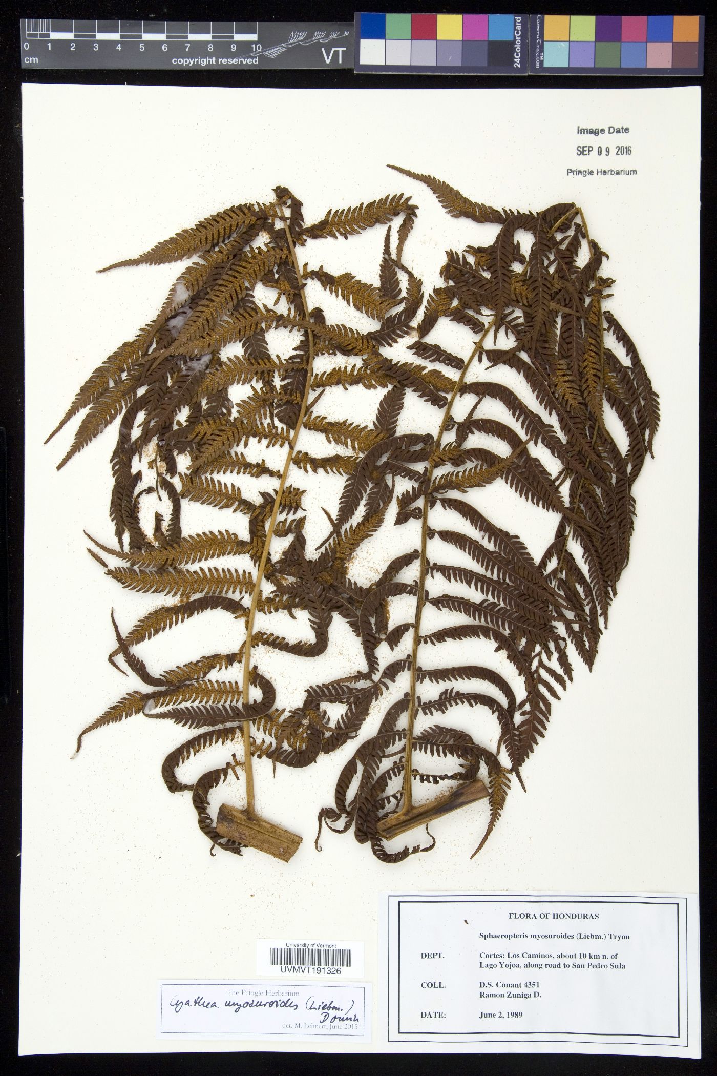 Sphaeropteris myosuroides image