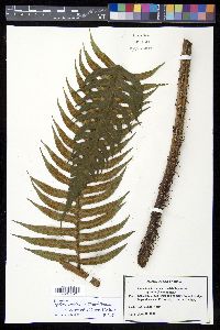Cyathea mutica var. grandis image