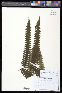 Cyathea mutica var. mutica image