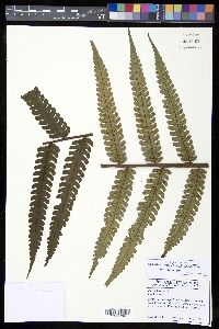 Cyathea mutica var. mutica image