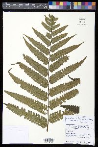 Cyathea mutica var. mutica image