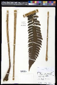 Cyathea mutica var. mutica image