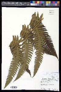 Cyathea mutica var. mutica image