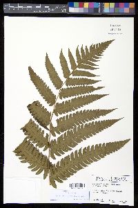 Cyathea mutica var. mutica image