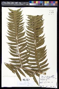 Cyathea mutica var. mutica image
