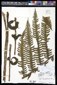 Cyathea mutica var. mutica image
