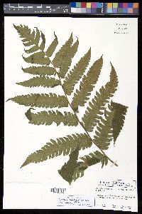 Cyathea mutica var. mutica image