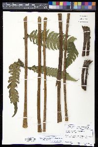 Cyathea mutica var. mutica image