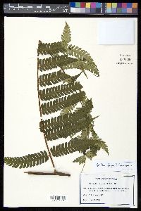 Cyathea nigripes image