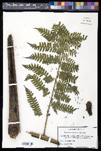 Cyathea nigripes image