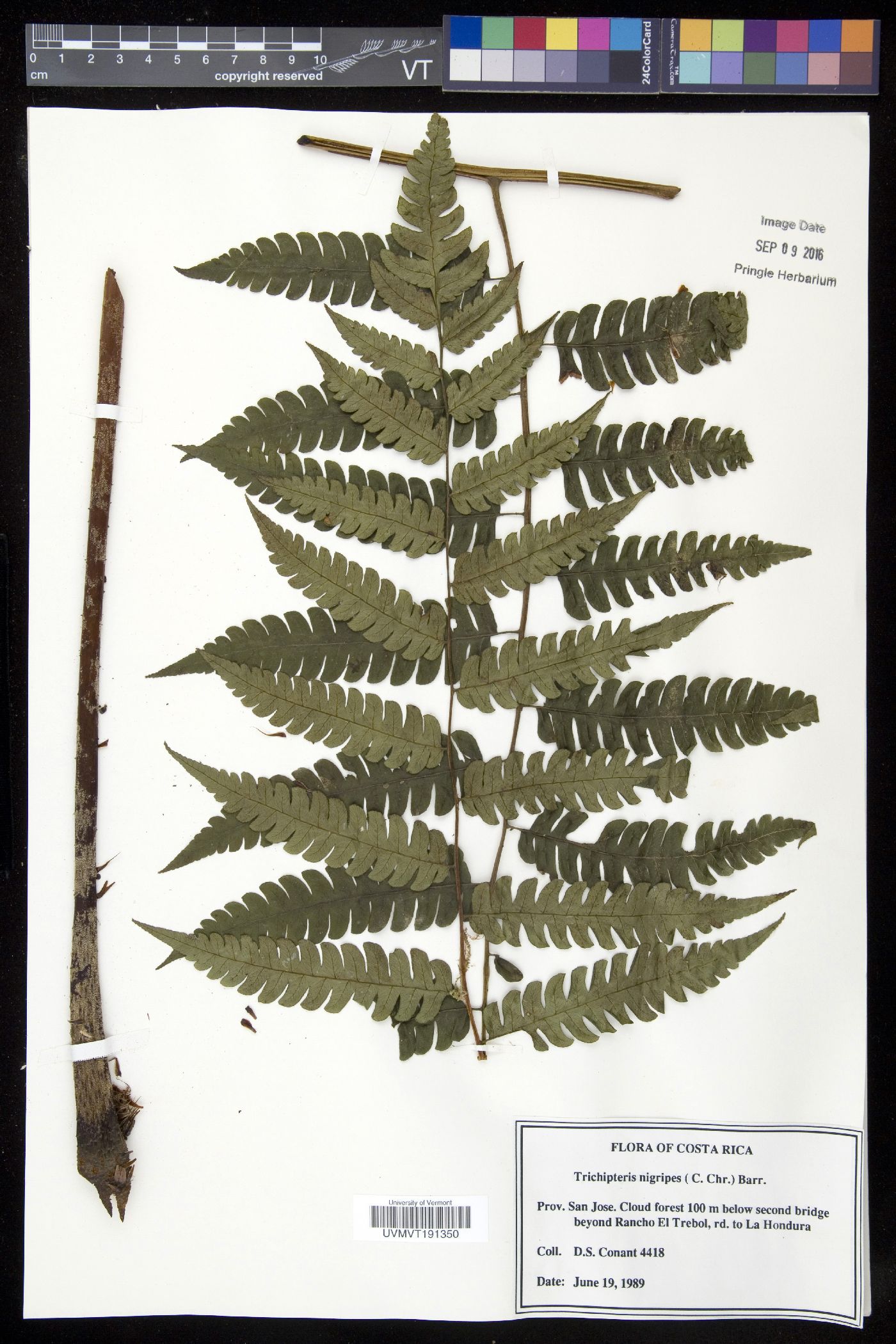 Cyathea nigripes image