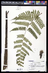 Cyathea nigripes image