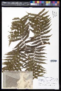 Cyathea parvula image