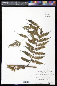 Cyathea parvula image