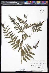 Cyathea parvula image