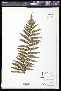 Cyathea parvula image