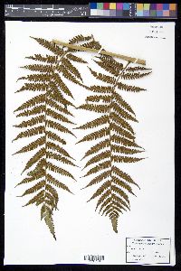 Cyathea parvula image