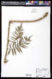 Cyathea parvula image