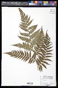 Cyathea parvula image