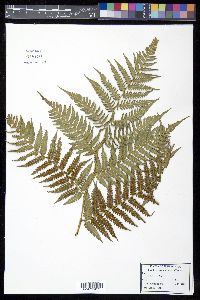 Cyathea parvula image