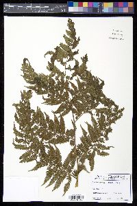 Cyathea parvula image