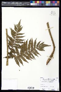 Cyathea parvula image