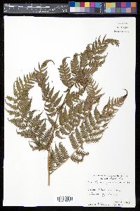 Cyathea parvula image