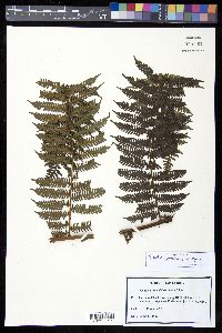 Cyathea povedae image