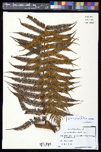 Cyathea poeppigii image