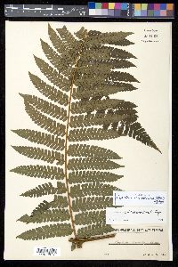 Cyathea schiedeana image