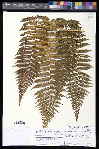 Cyathea bicrenata image