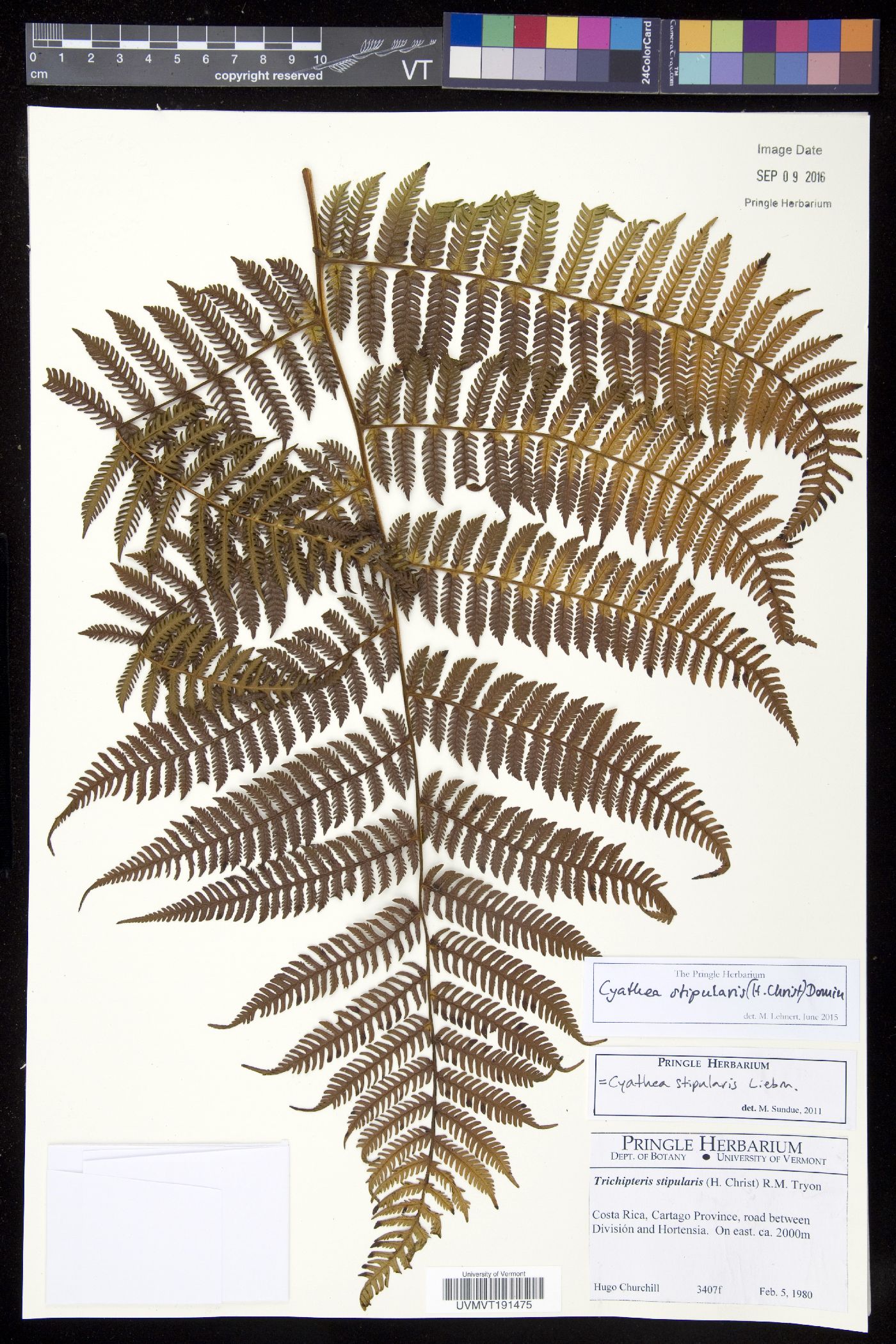 Cyathea bicrenata image