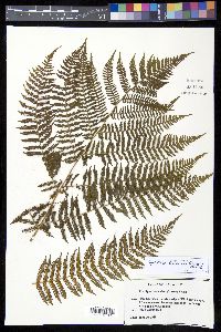 Cyathea bicrenata image